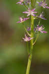 Osceola's plume <BR>Death camas <BR>Crow poison